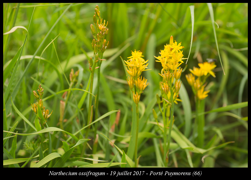 Narthecium ossifragum